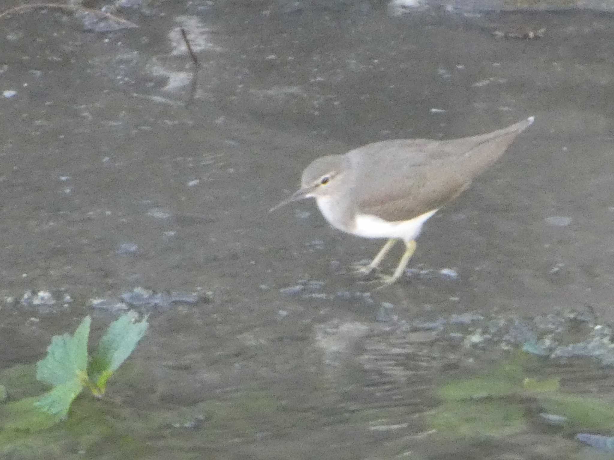 Common Sandpiper