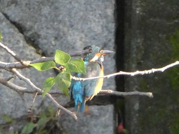 Sun, 10/13/2019 Birding report at 恩田川(高瀬橋付近)