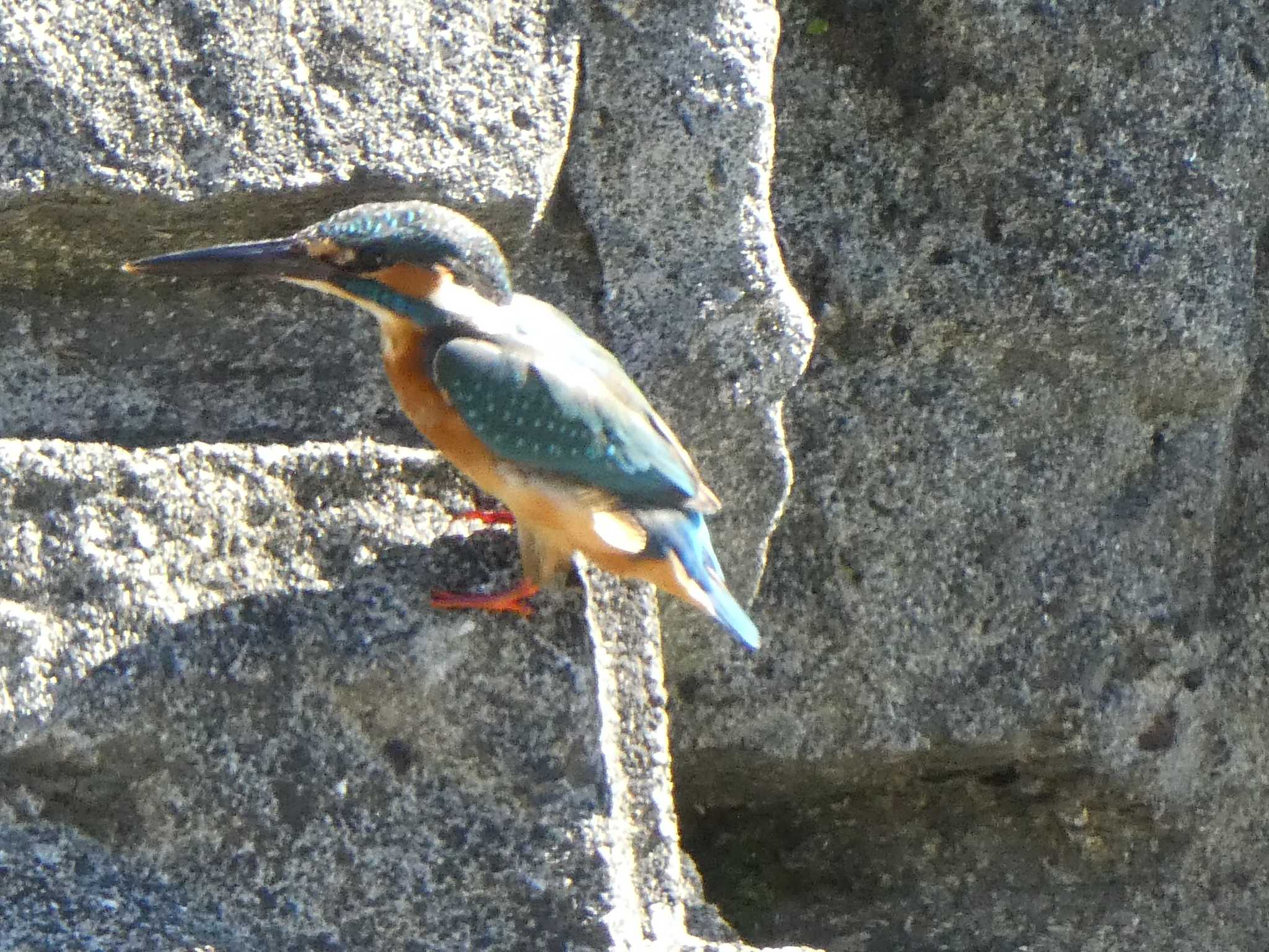 Common Kingfisher