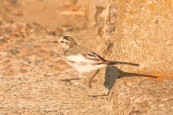 Sat, 10/5/2019 Birding report at Hama-rikyu Gardens