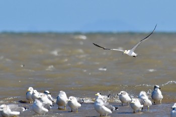 Greater Crested Tern