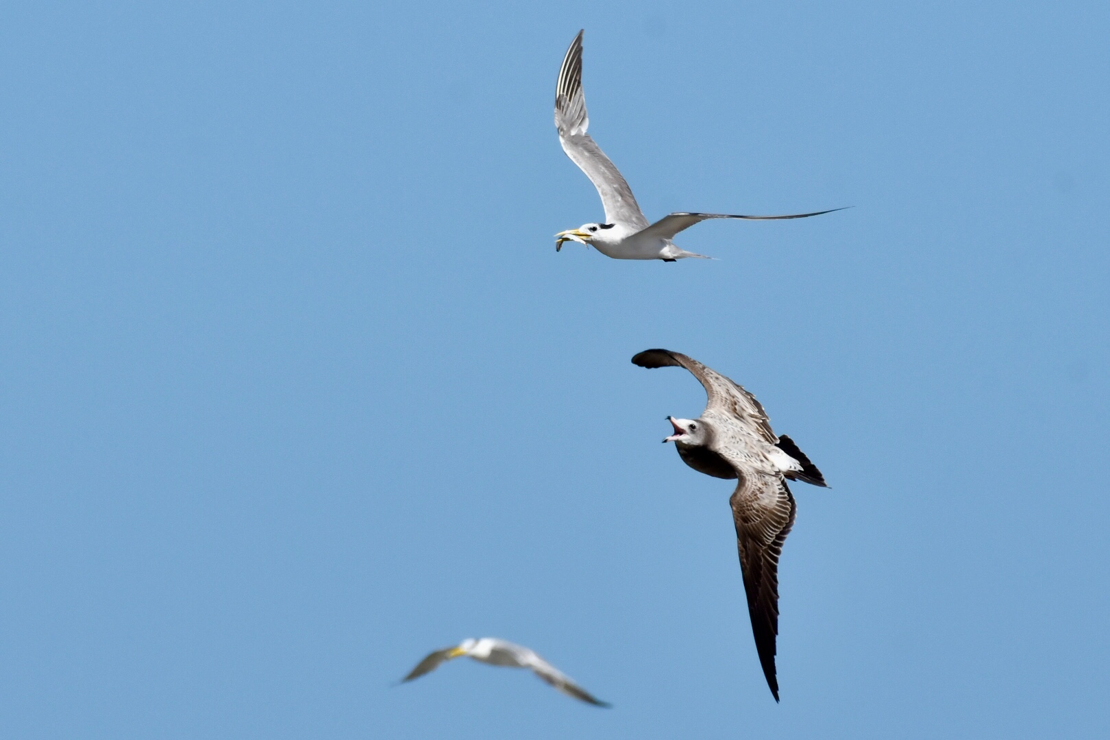 Photo of Greater Crested Tern at  by 倶利伽羅