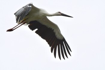 コウノトリ 場所が不明 2019年10月14日(月)