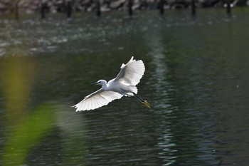 コサギ 旧中川 2019年9月22日(日)