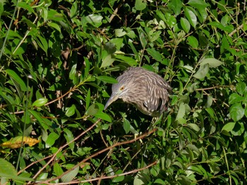 ゴイサギ 葛西臨海公園 2019年10月13日(日)