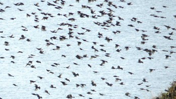 2019年10月14日(月) マスイチ展望台の野鳥観察記録