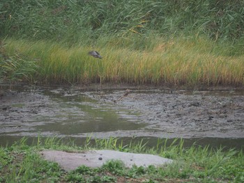 Common Snipe Kasai Rinkai Park Mon, 10/14/2019