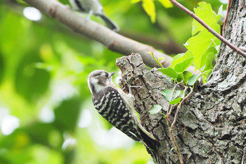 Japanese Pygmy Woodpecker Mizumoto Park Mon, 10/14/2019