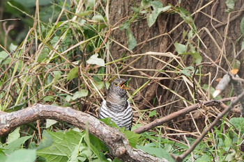 Oriental Cuckoo Mizumoto Park Mon, 10/14/2019