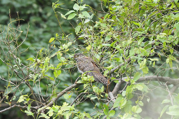 Oriental Cuckoo Mizumoto Park Mon, 10/14/2019