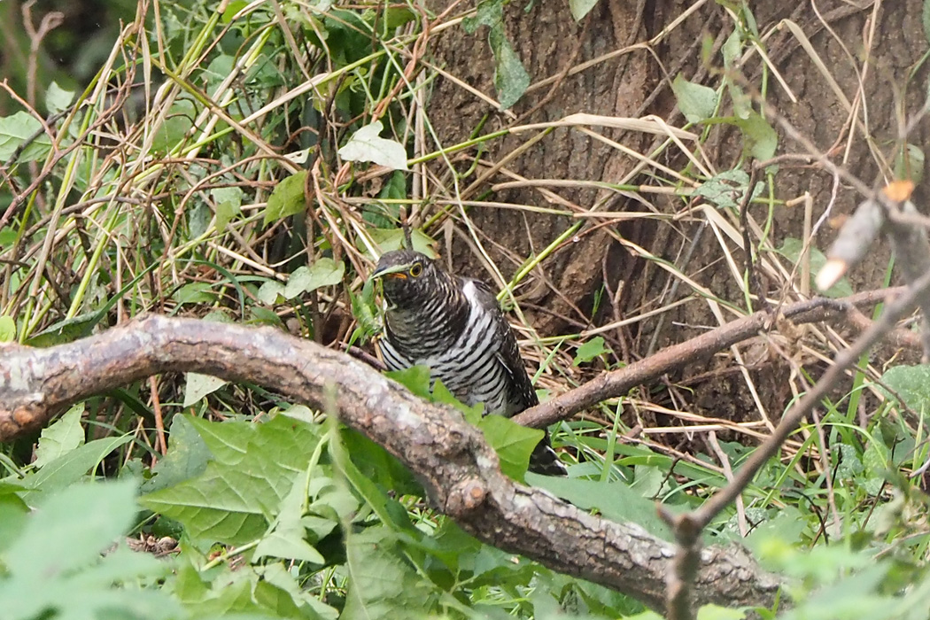 水元公園 ツツドリの写真 by ぴくるす