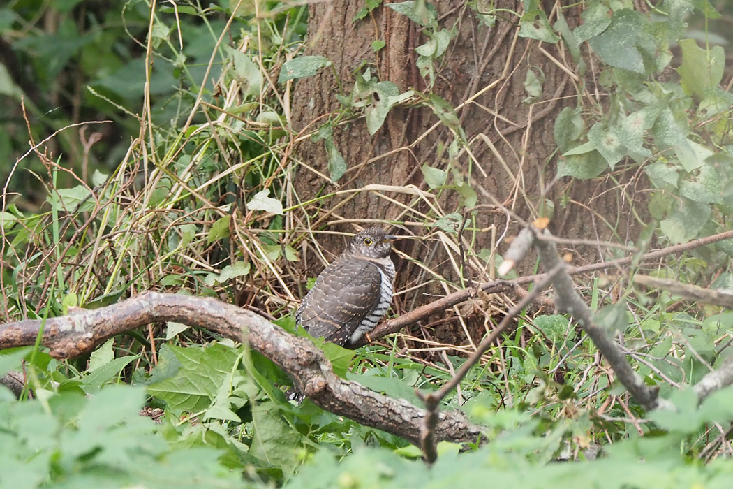 Photo of Oriental Cuckoo at Mizumoto Park by ぴくるす