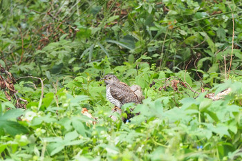 Oriental Cuckoo Mizumoto Park Mon, 10/14/2019