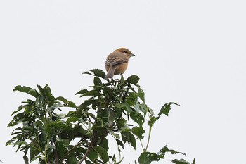 Bull-headed Shrike Mizumoto Park Mon, 10/14/2019