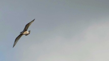 2019年10月14日(月) 長流川の野鳥観察記録