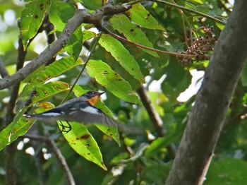 2019年10月14日(月) 神戸市西区の野鳥観察記録