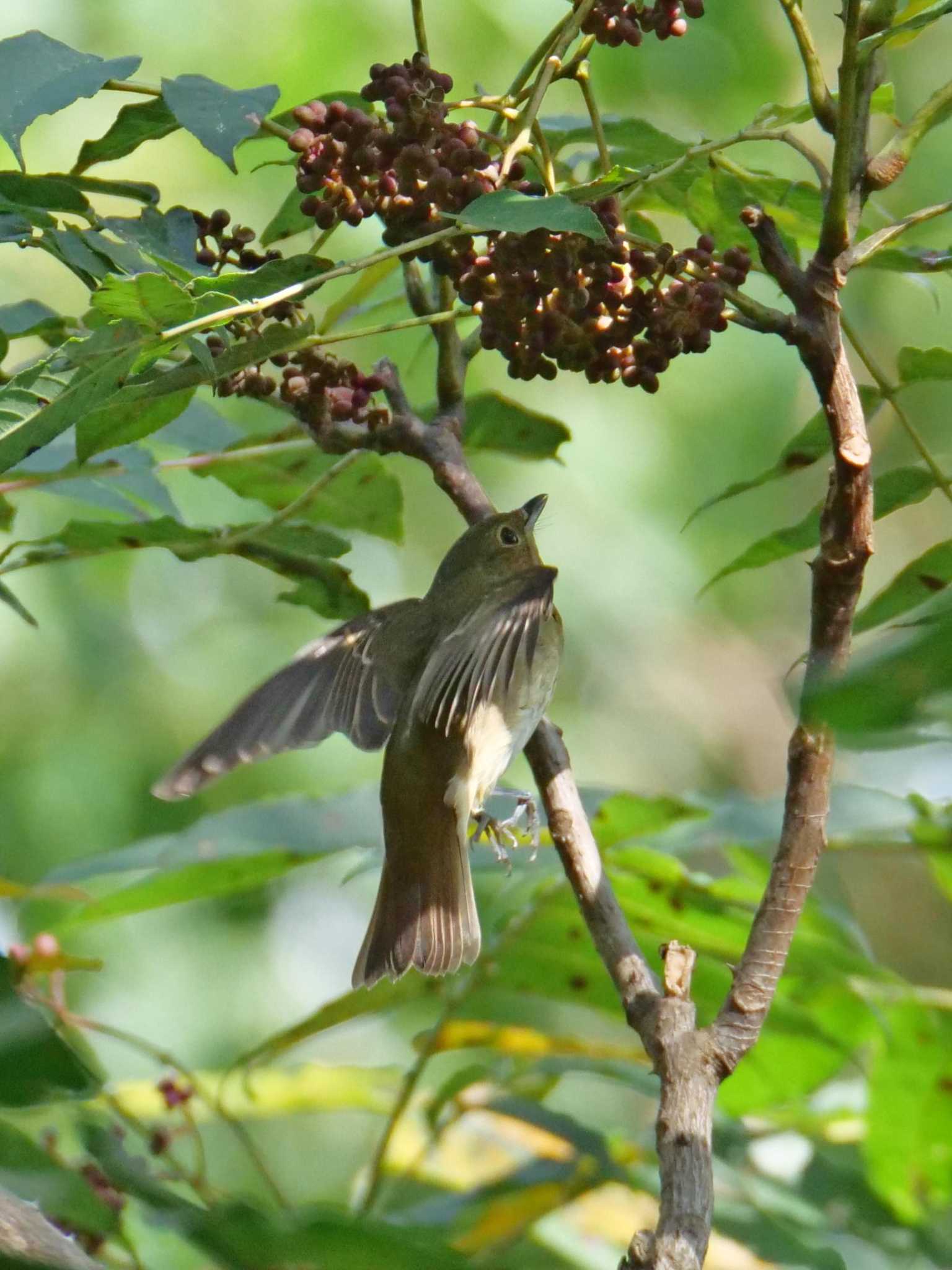 Narcissus Flycatcher