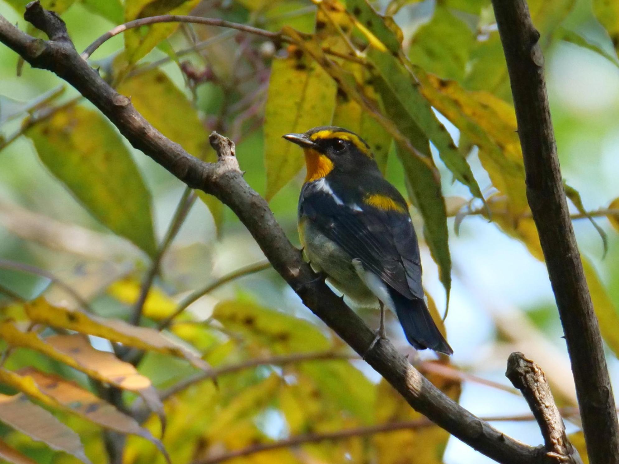 Narcissus Flycatcher