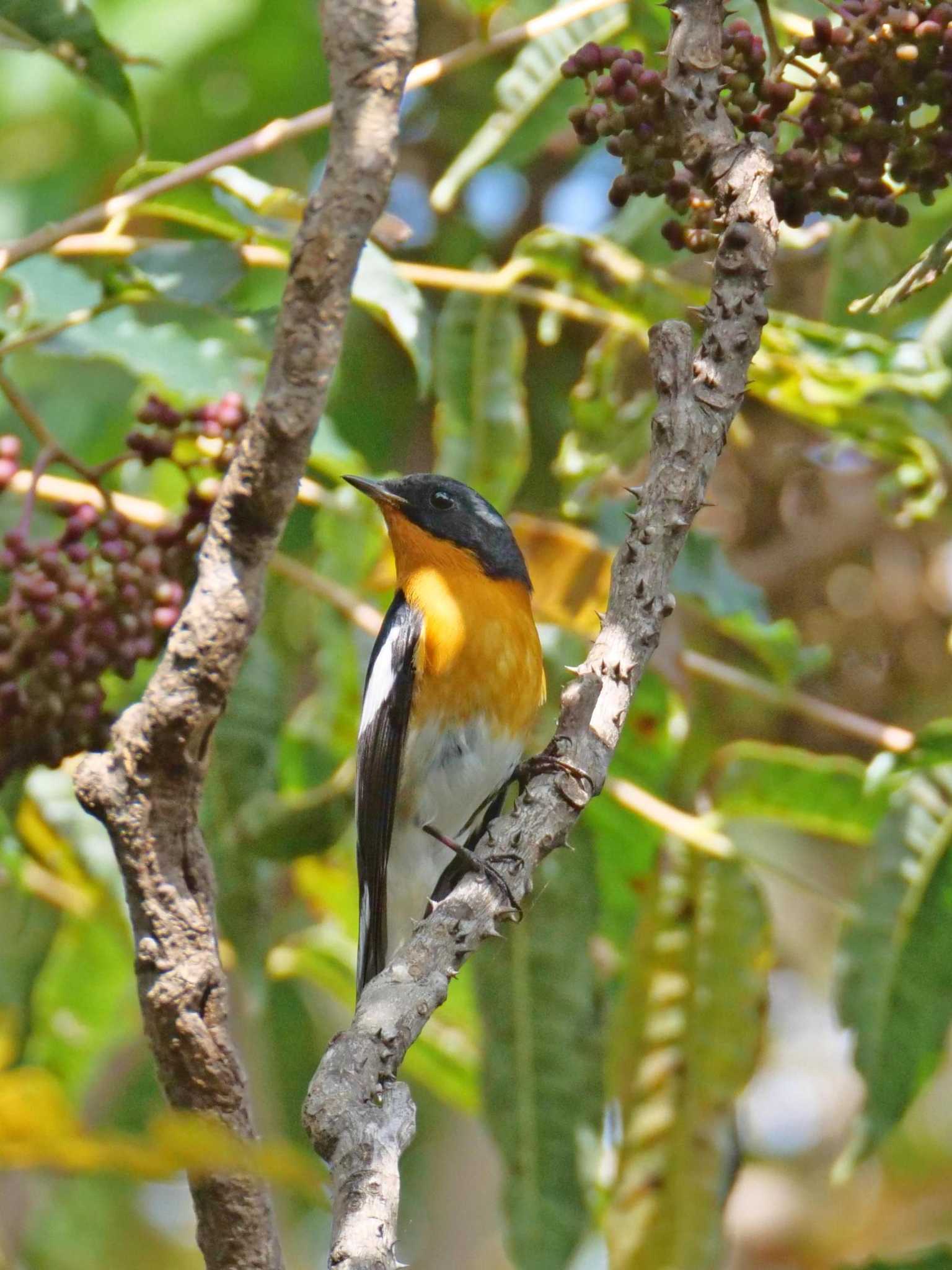 Mugimaki Flycatcher