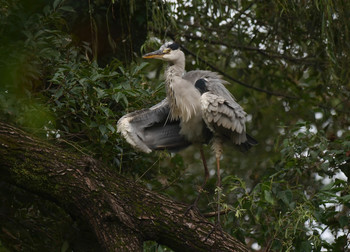 アオサギ 秋ヶ瀬公園 2019年10月8日(火)