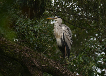 Grey Heron Akigase Park Tue, 10/8/2019