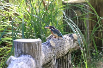 2019年10月13日(日) 神戸市立森林植物園の野鳥観察記録