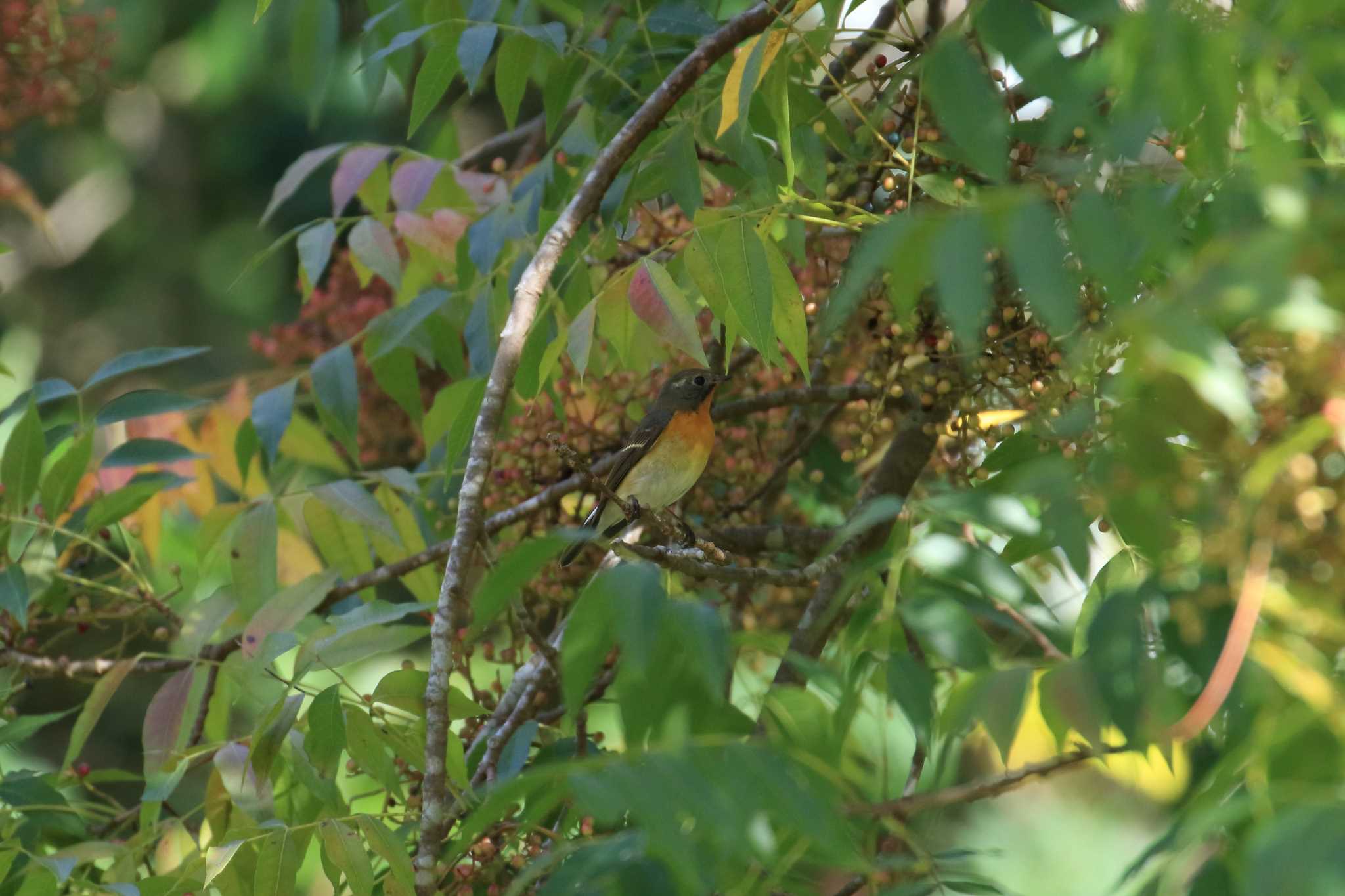 Photo of Mugimaki Flycatcher at Kobe Forest Botanic Garden by 明石のおやじ