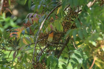 ムギマキ 神戸市立森林植物園 2019年10月13日(日)