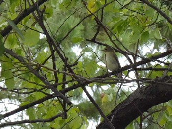 コサメビタキ 尼崎市農業公園 2019年10月14日(月)