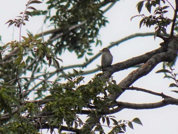 2019年10月14日(月) 尼崎市農業公園の野鳥観察記録