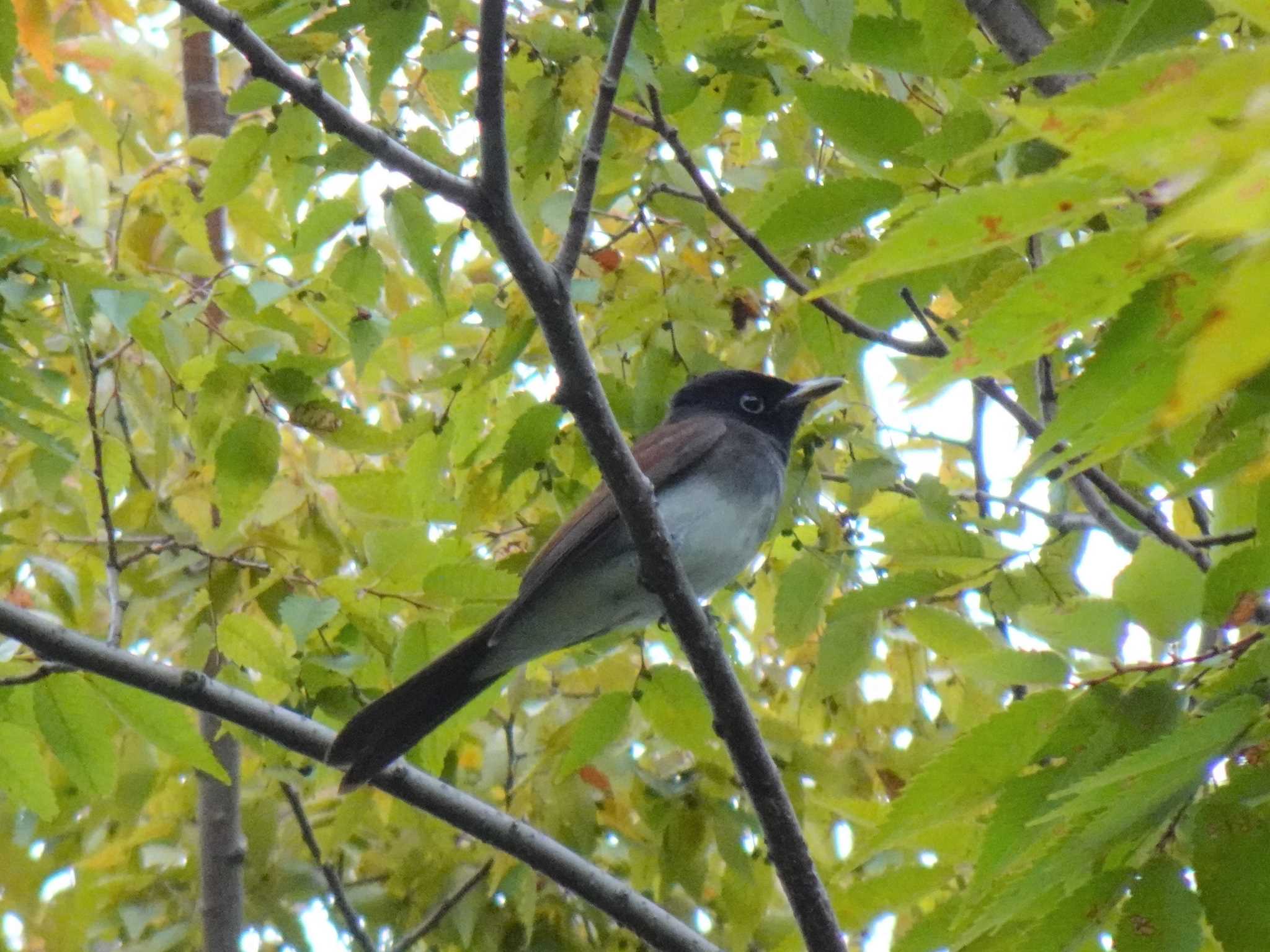 尼崎市農業公園 サンコウチョウの写真 by マル