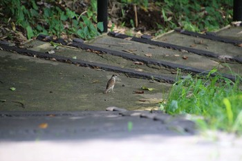 Eurasian Tree Sparrow 生田緑地 Thu, 7/25/2019