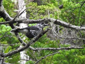 2019年7月28日(日) 奥庭荘(富士山)の野鳥観察記録