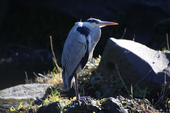 アオサギ 日比谷公園 2017年12月9日(土)