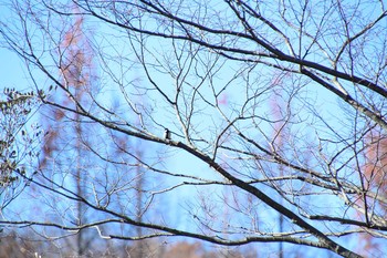 ハクセキレイ 生田緑地 2017年12月17日(日)