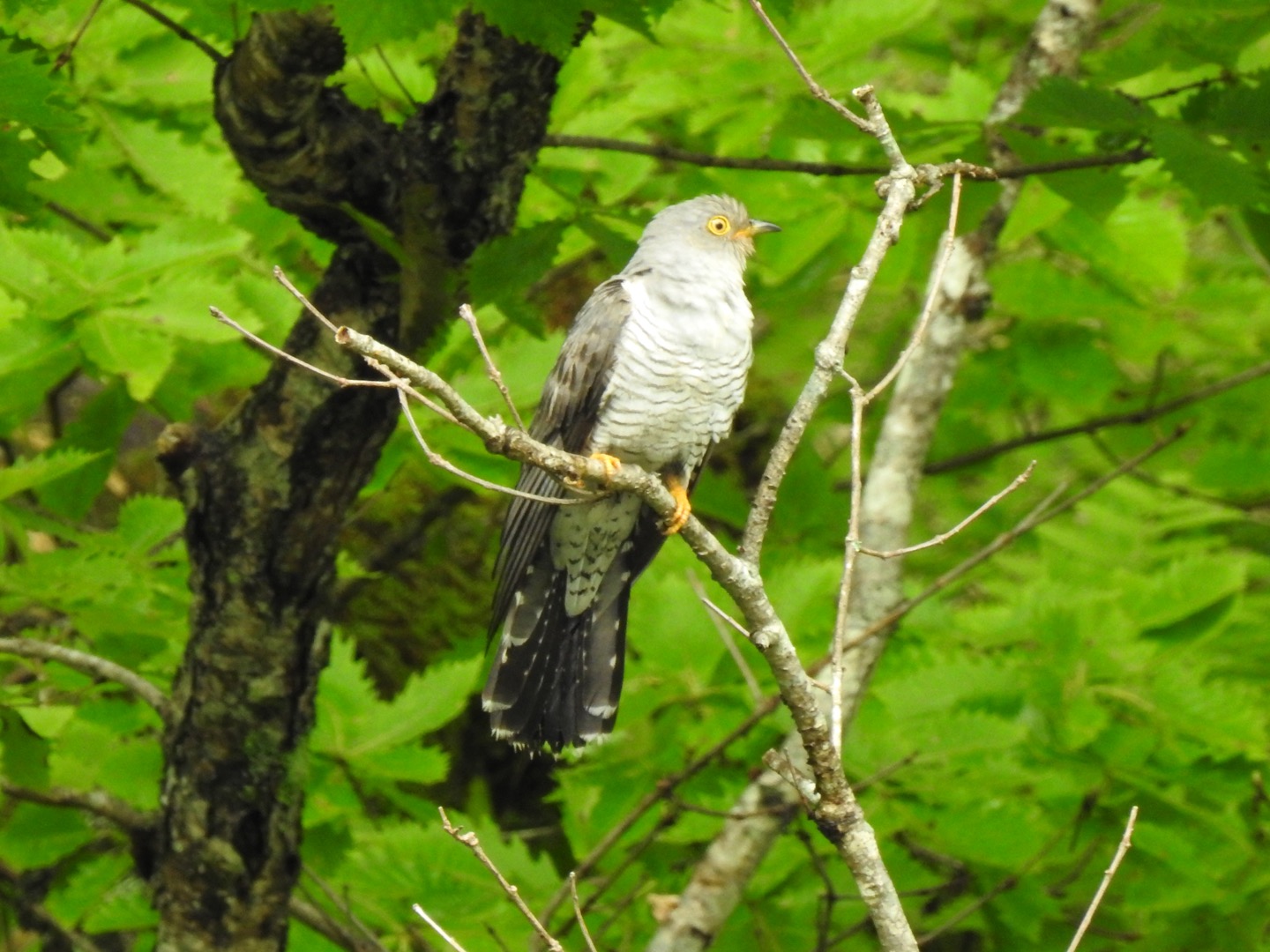 Photo of Common Cuckoo at Senjogahara Marshland by da