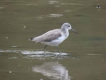 2019年10月14日(月) 葛西臨海公園の野鳥観察記録