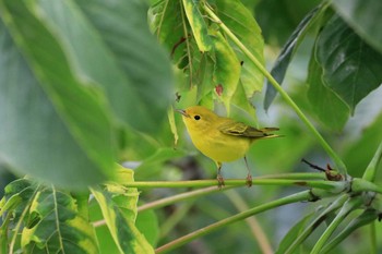 Mangrove Warbler Parque Metropolitano La Sabana （Costa Rica) Sat, 9/14/2019