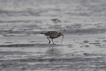 ムナグロ ふなばし三番瀬海浜公園 2019年10月14日(月)