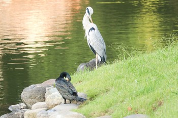 アオサギ 浜離宮恩賜庭園 2019年10月5日(土)