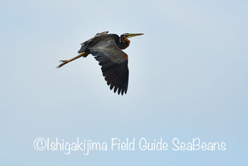 ムラサキサギ 石垣島 2019年10月14日(月)