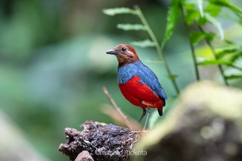 2019年10月11日(金) Mount Gamalamaの野鳥観察記録