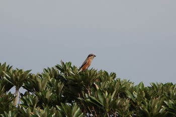 2019年10月15日(火) 葛西臨海公園の野鳥観察記録