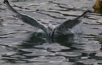 Common Gull 大分県佐伯市 Tue, 10/15/2019