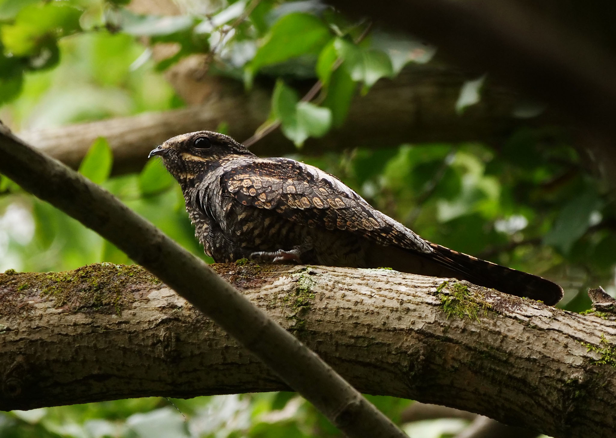 Photo of Grey Nightjar at 埼玉県 by Rothlega