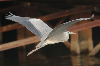 アオサギ 浜離宮恩賜庭園 2019年10月5日(土)