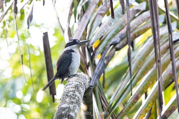 Sombre Kingfisher Binagara(halmahera) Sat, 10/12/2019