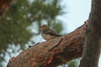 Grey-streaked Flycatcher Goryokaku Park Fri, 9/27/2019