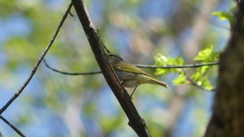 Eastern Crowned Warbler 浦臼町　浦臼神社 Sun, 5/5/2019