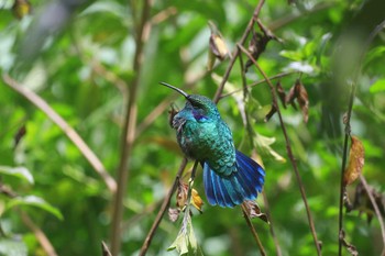 Lesser Violetear Trogon Lodge(Costa Rica) 2019年9月26日(木)